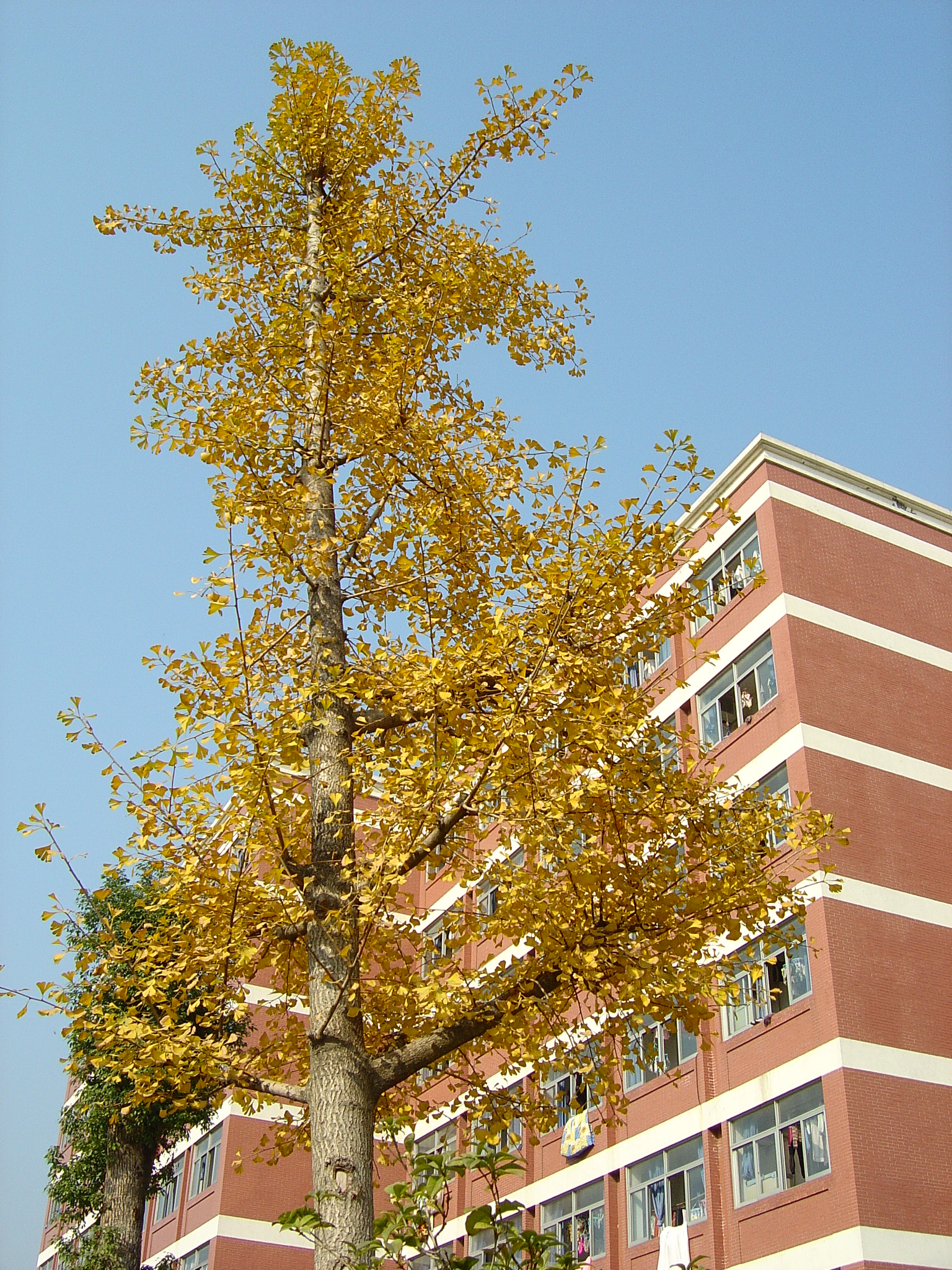 校园的银杏树.jpg